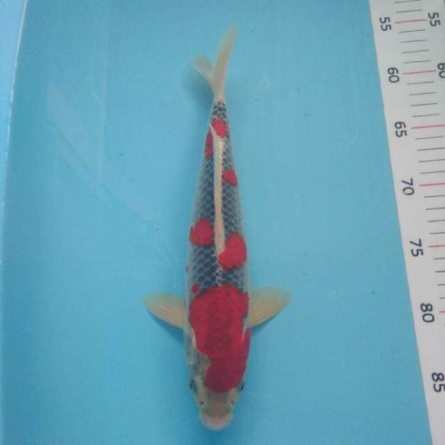 Ghosiki m*31cm jrengg