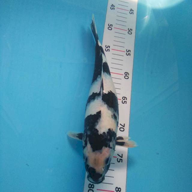 Shiro*31cm