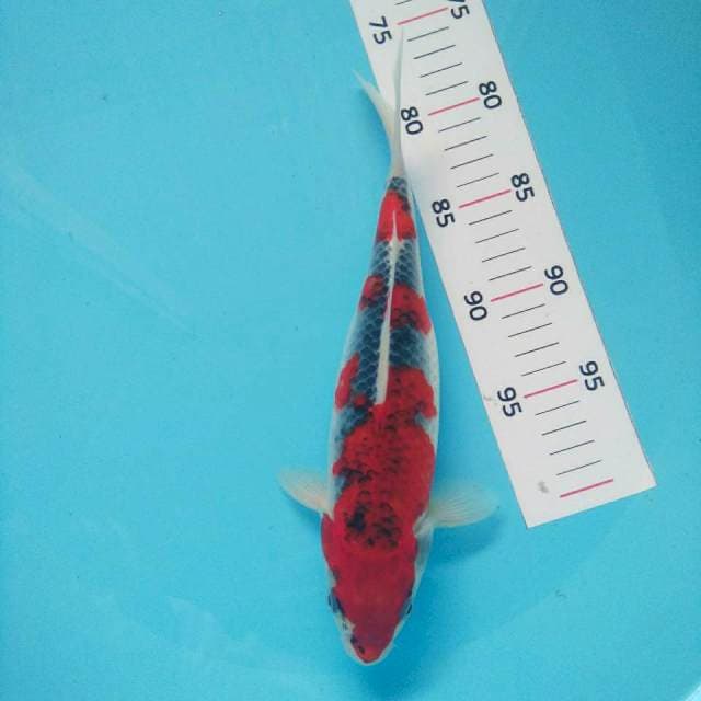 Ghosiki*30cm f