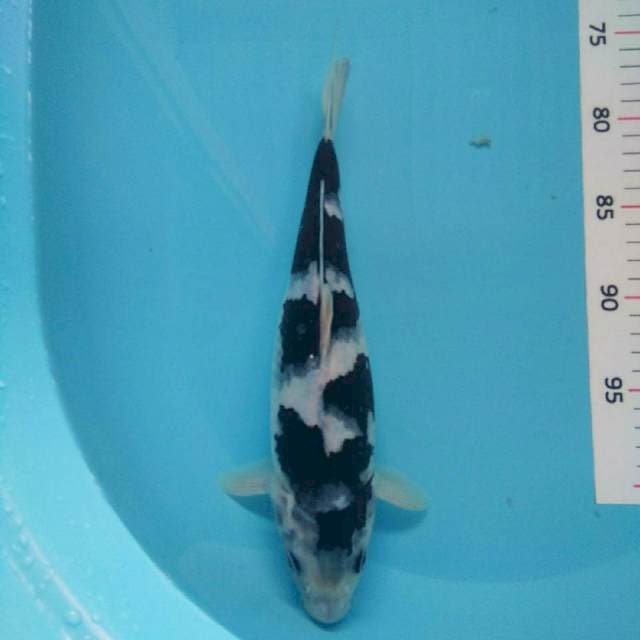 Shiro *31cm joss