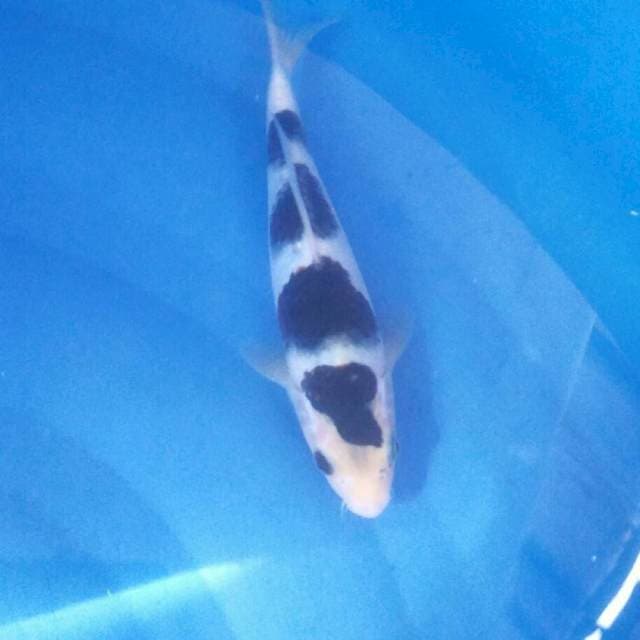 HQ Budo Goromo , 20cm