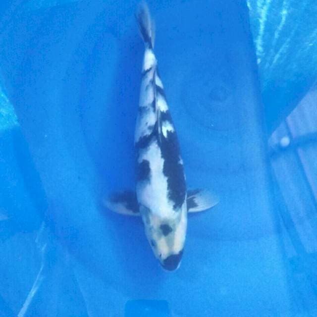 Shiro, 33 cm