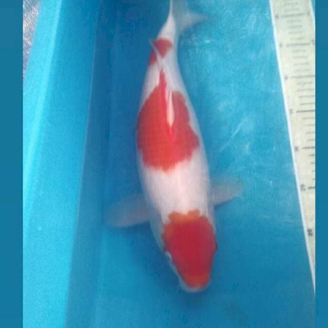 Kohaku, 40 cm