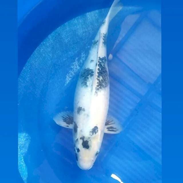 Kin Shiro Calon Induk, 49cm