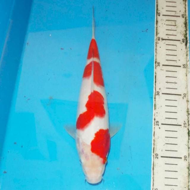 YONDAN KOHAKU