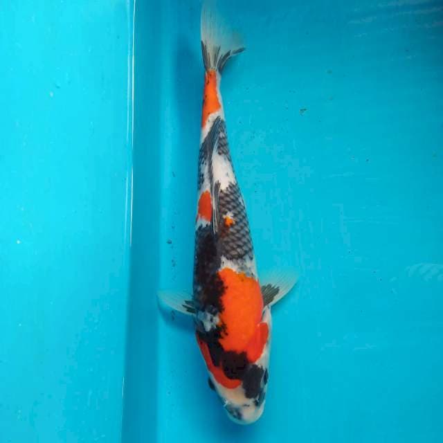 Showa 35cm