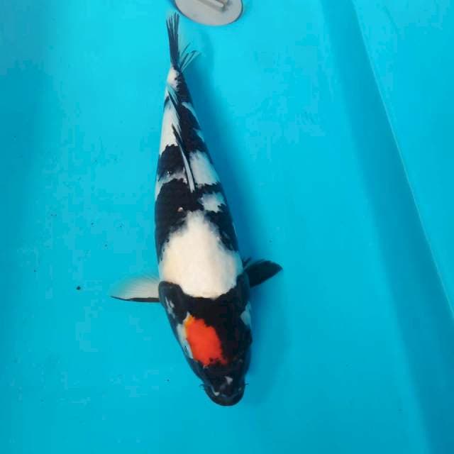 Tancho showa 35cm