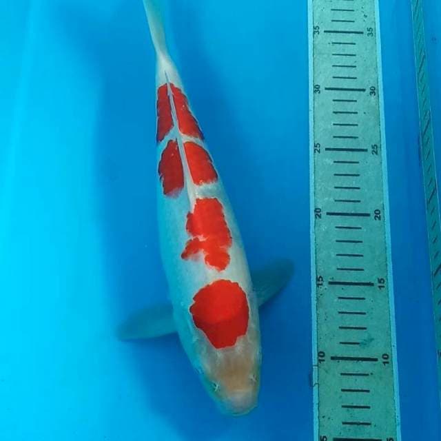 Kohaku, 31 cm