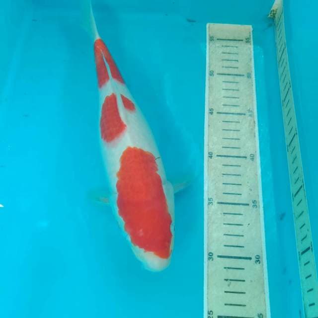 Kohaku, 30 cm