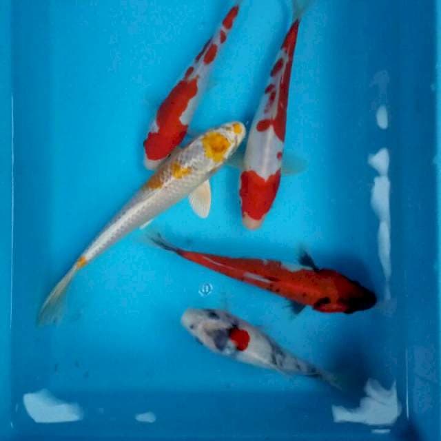Mix 5 ekor 20 -25 cm