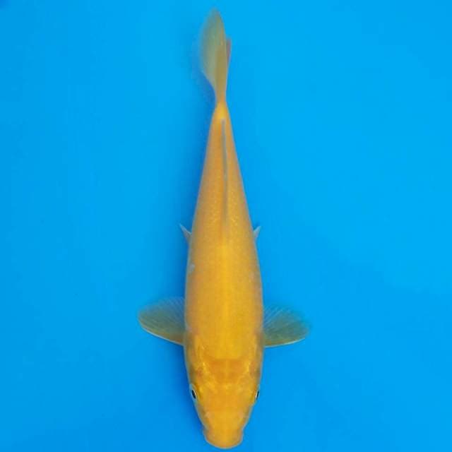 Karashi 22cm