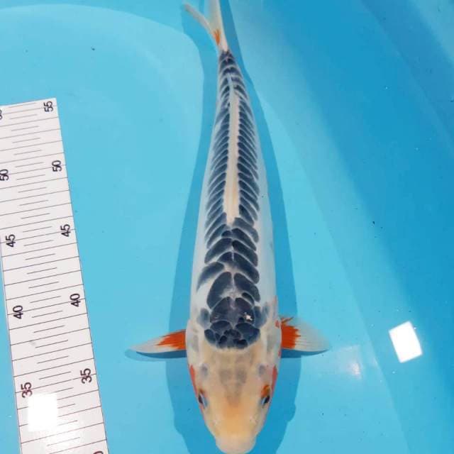 Shusui male 34 cm jos