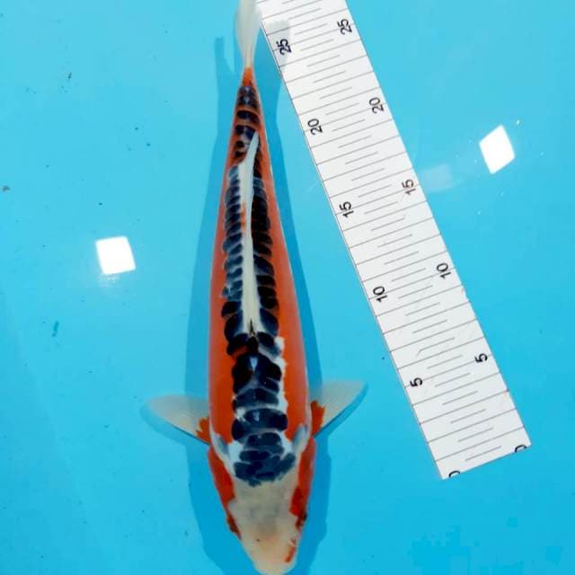 Hansui 30 cm male
