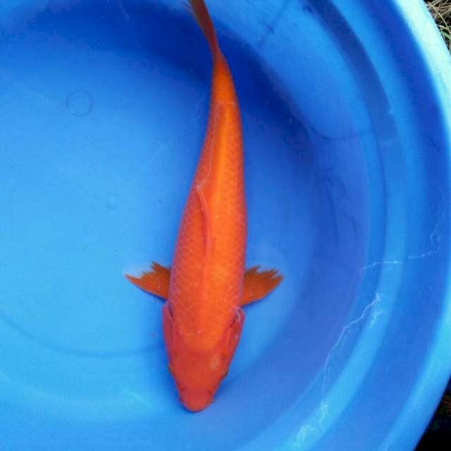Benigoi 35cm