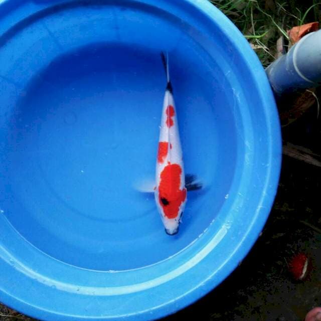 Showa halus 27cm