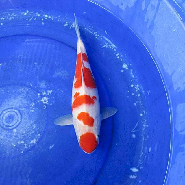 Kohaku f1 ±30cm