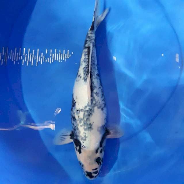 Shiro tategoi betina 40 cm