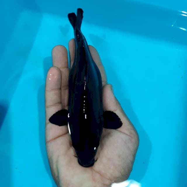 Karasu 17 cm