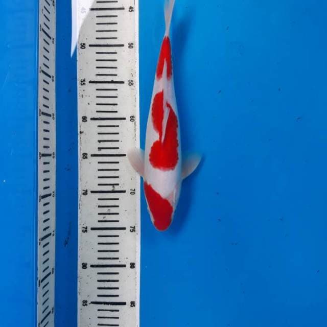 Kohaku 3 step