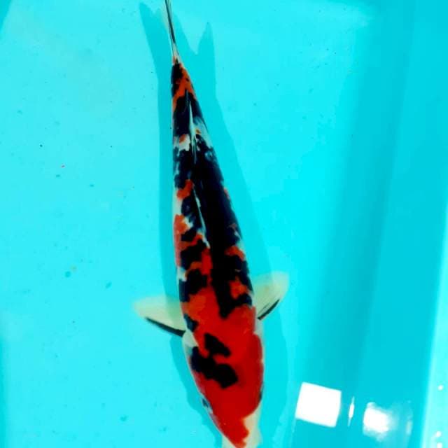 Sanke 26cm