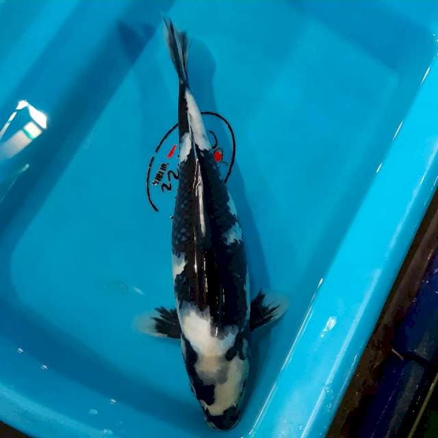 Shiro hitam pekat 32 cm