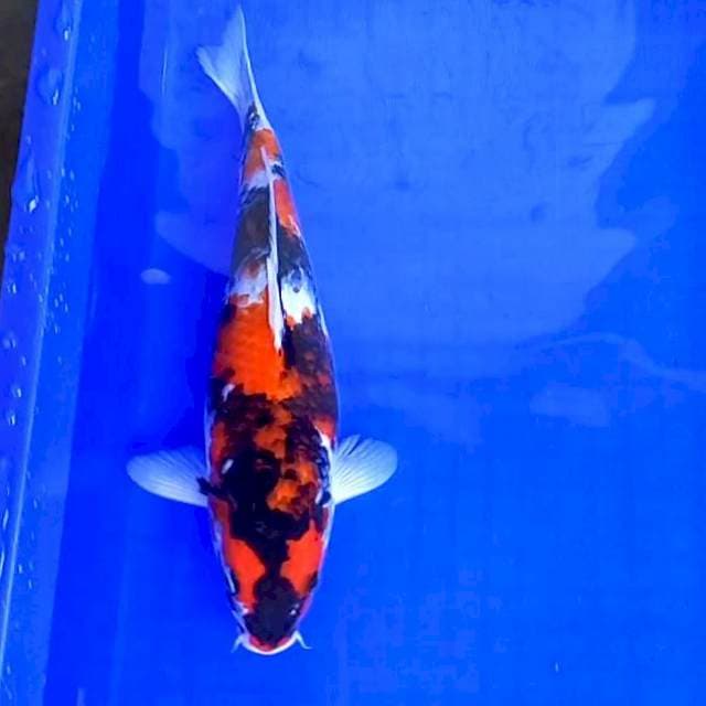 Showa Shansoku # 32cm