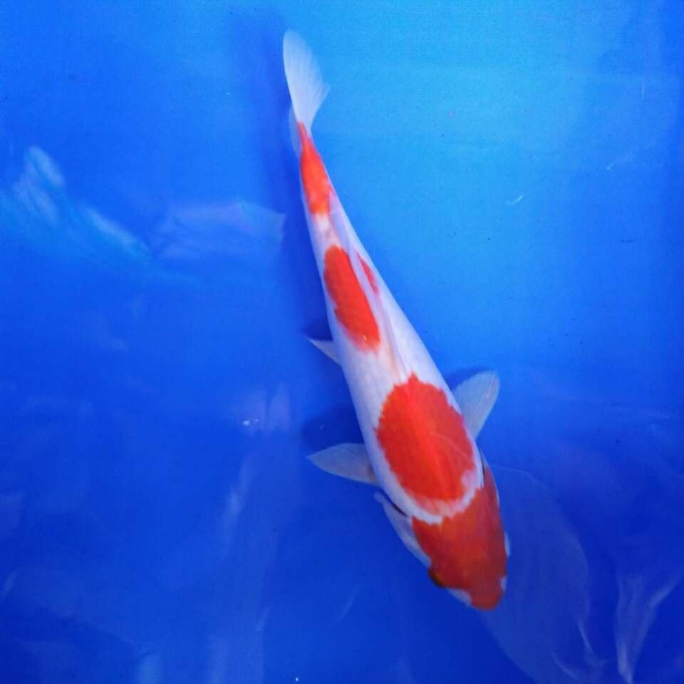 Kohaku 4 Step