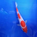 Kohaku 4 Step