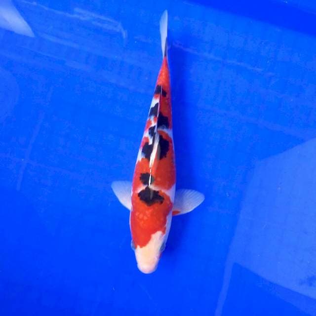 Taisho Shansoku # 25cm MALE