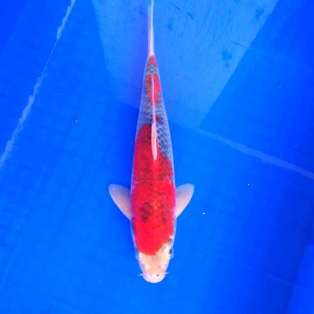 Goshiki Quality # 29cm MALE