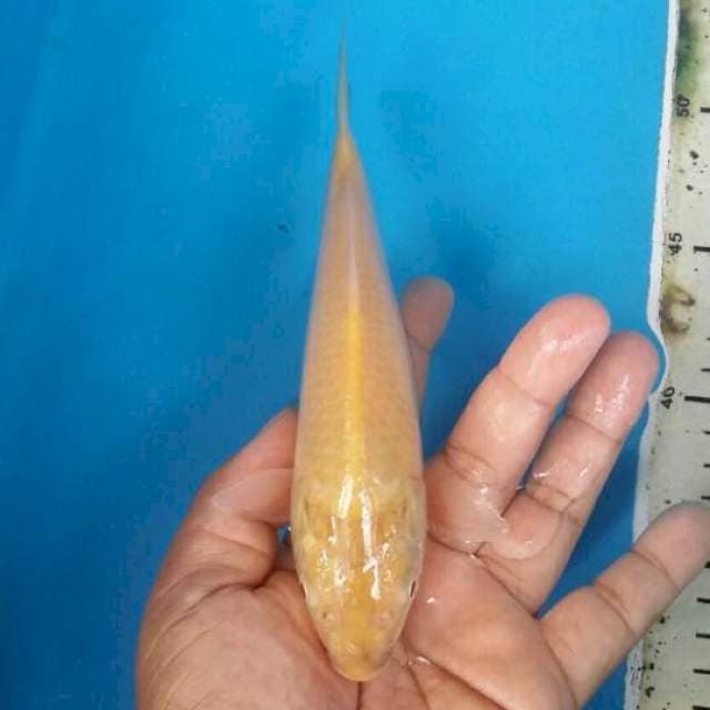 Karashi mata merah 