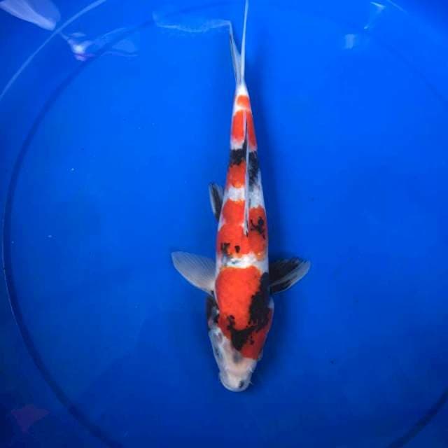 SHOWA 25cm