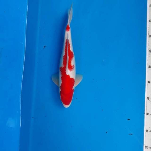 Kohaku