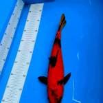 UTSURI MERAH STRONG 32CM 