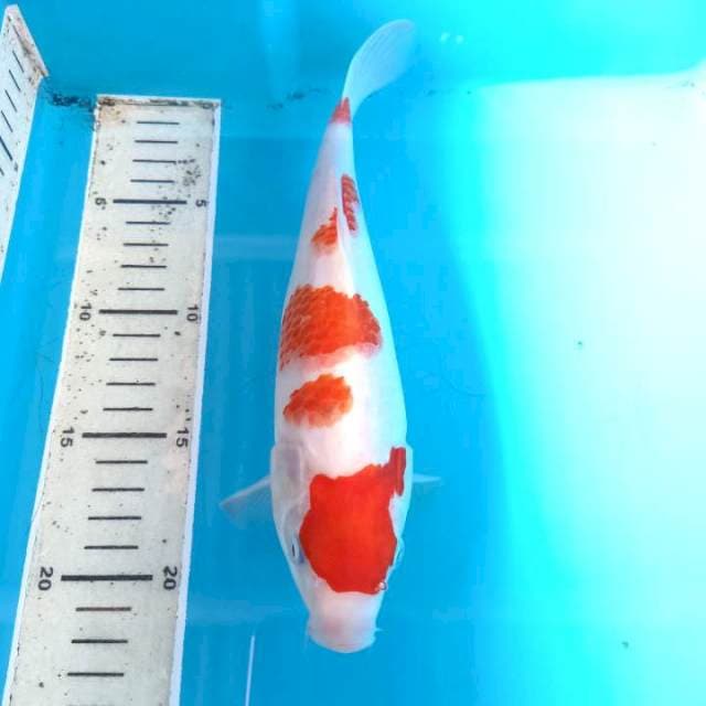 Kohaku high quality 25 CM