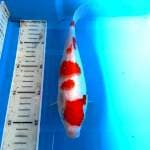 Kohaku high quality 25 CM