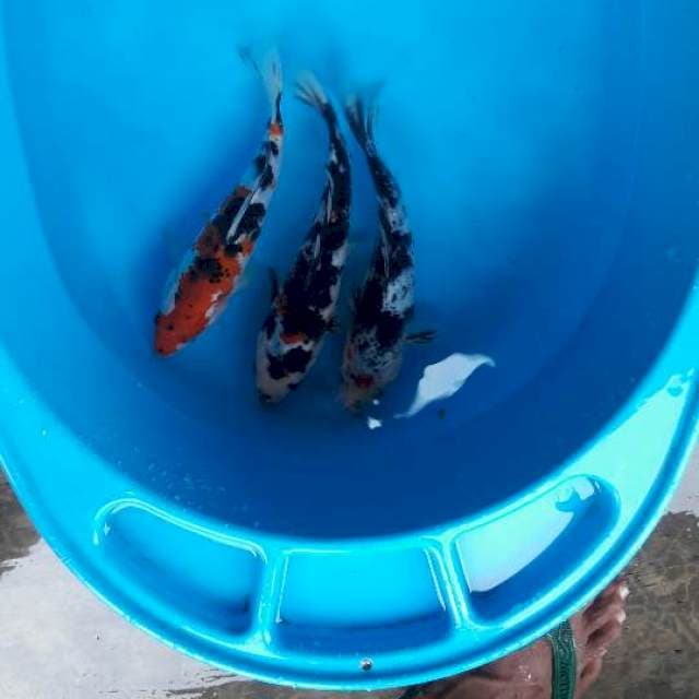 24 cm mix