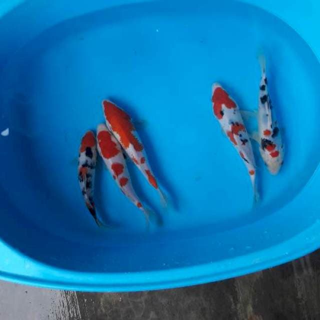 24 cm mix