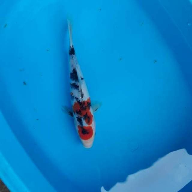 27 cm tanco san