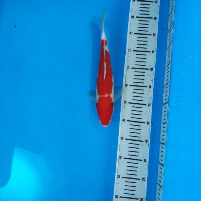 Kohaku 