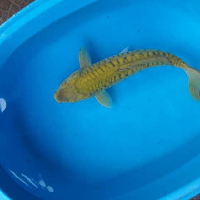 37 cm chagoi