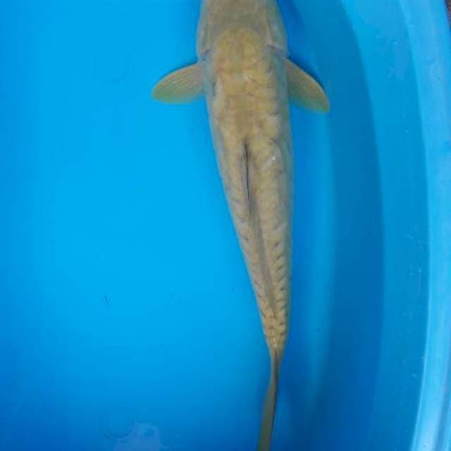 38 cm chagoi