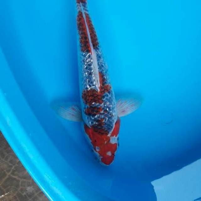 35 cm gosiki