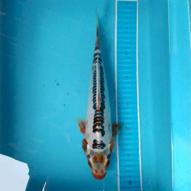 Shushui 32 cm