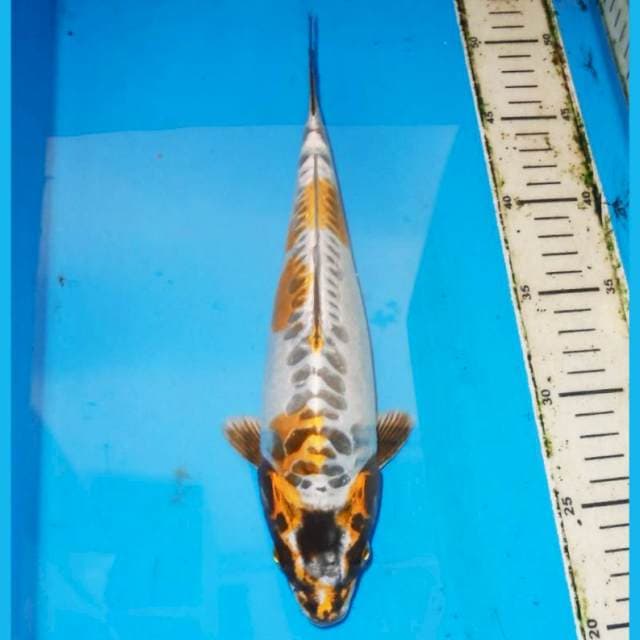 30cm KIKOKURYU