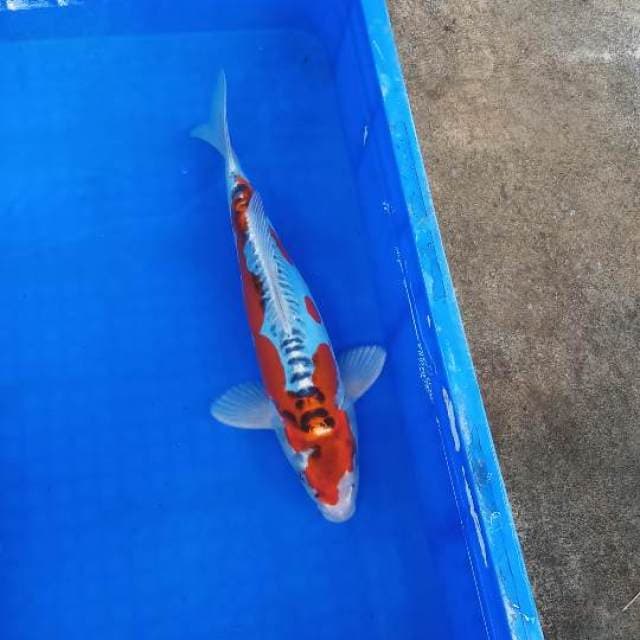 Kujaku doitsu
