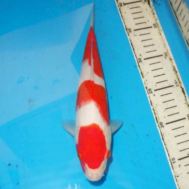 27cm KOHAKU step three