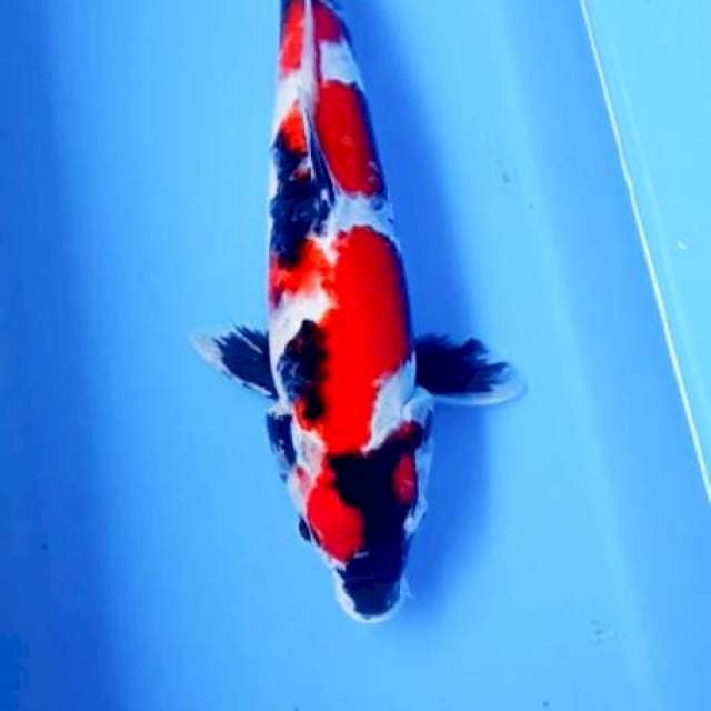 Showa 30 cm