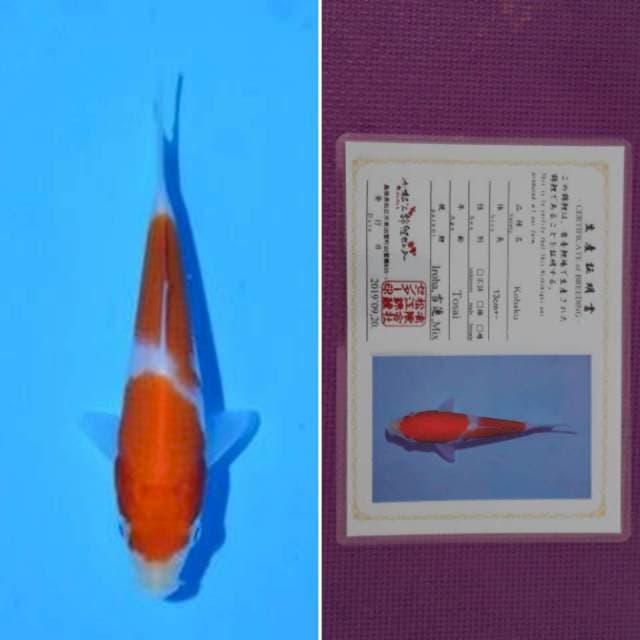 HQ matsue kohaku sertifikat 13cm