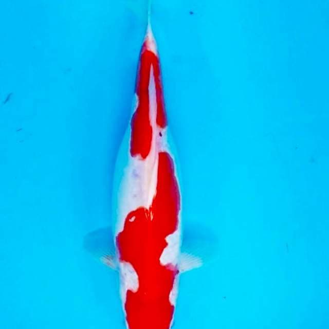 Inazuma Kohaku doit murni 35 cm